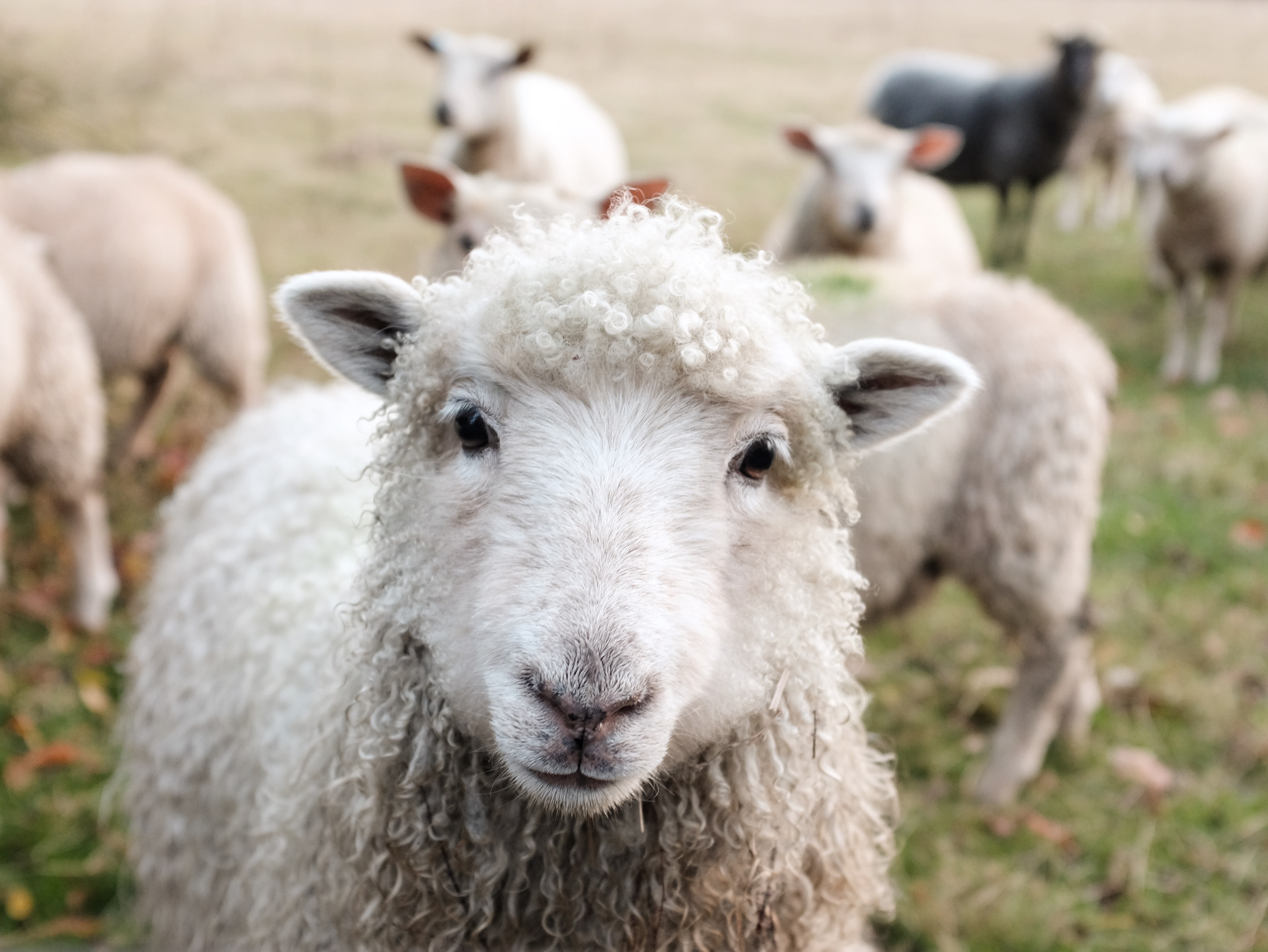 When the Good Shepherd Becomes My Shepherd episode artwork