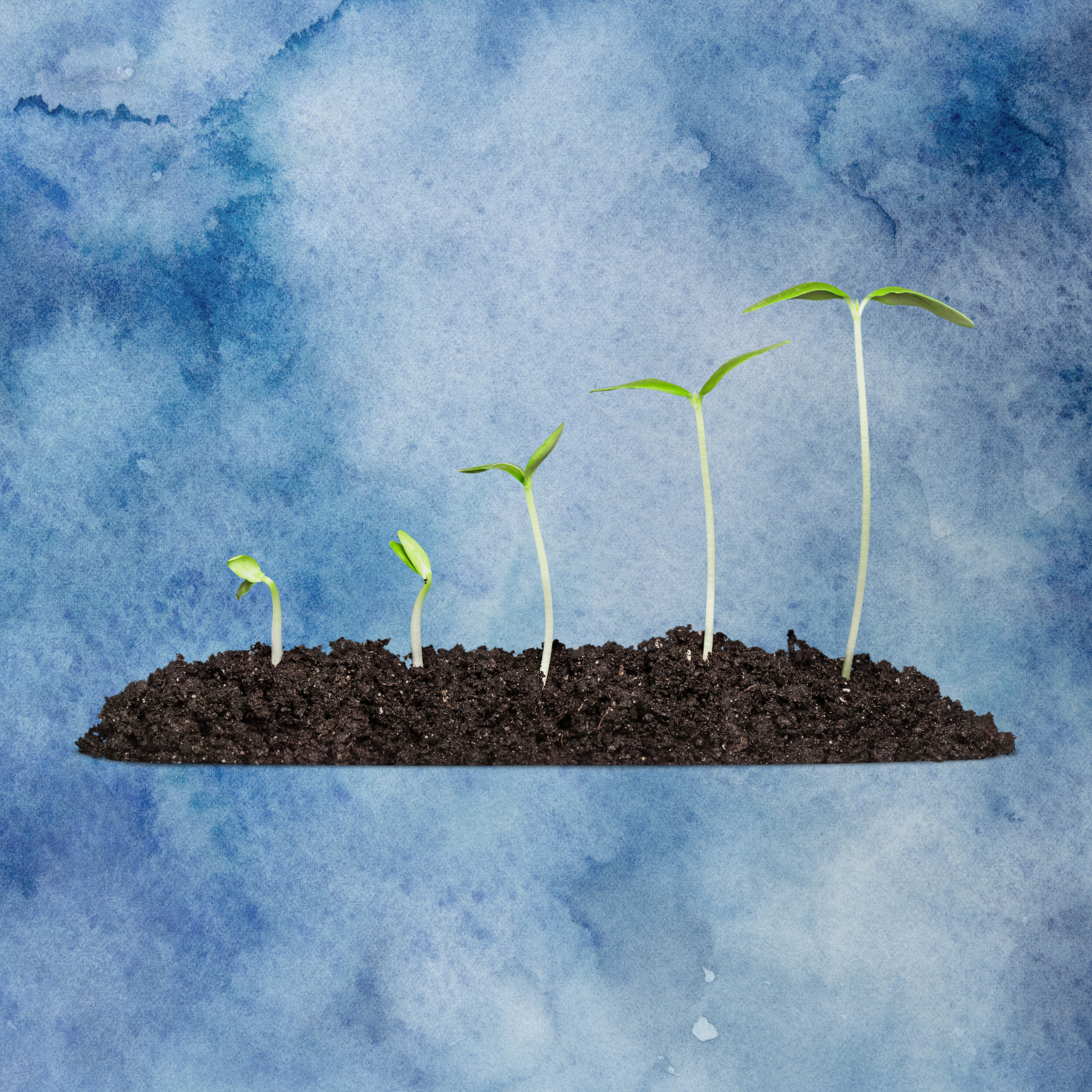 065 | What's Jesus communicating in the parable of the mustard seed? episode artwork