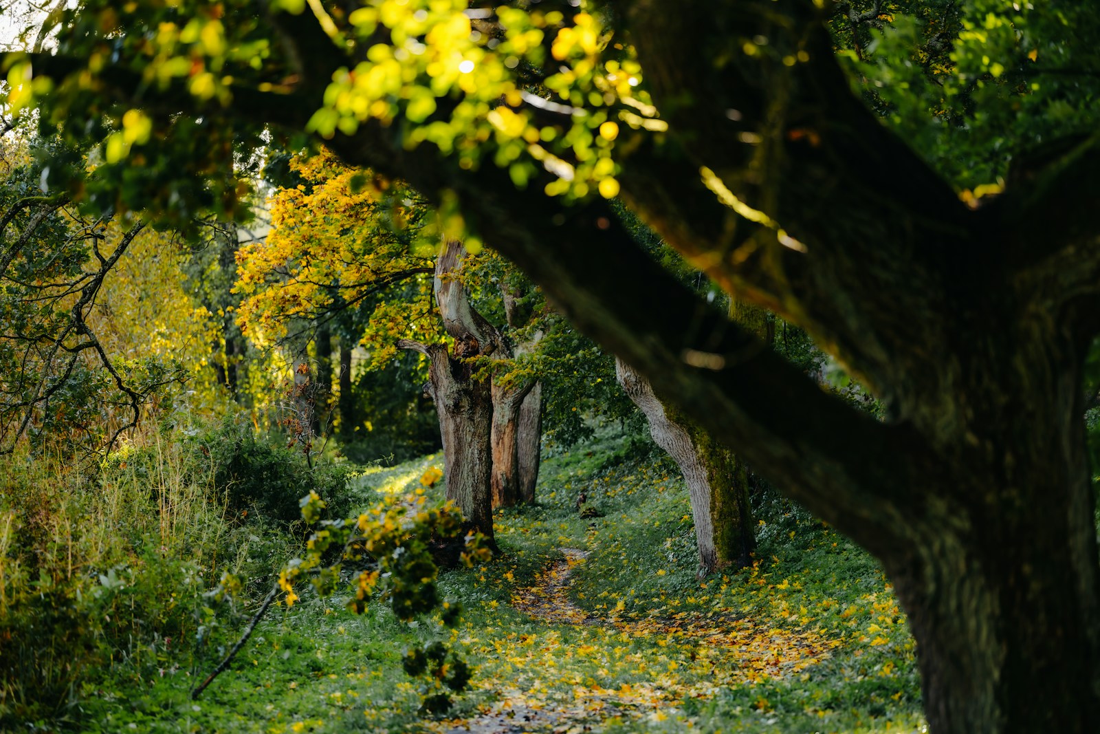 Sunlight filtering through trees onto a peaceful woodland path.